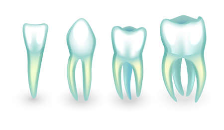 vector illustration of human teeth. incisor, canine and molarsのイラスト素材
