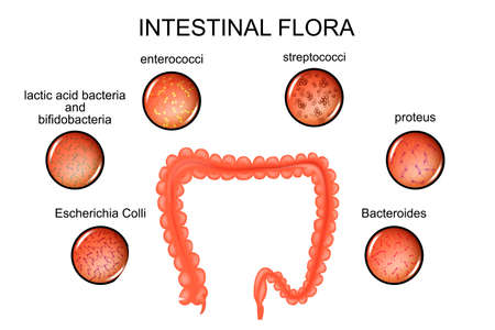 vector illustration of the large intestine and the intestinal floraのイラスト素材