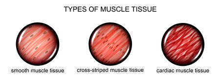 illustration of types of muscle tissueのイラスト素材