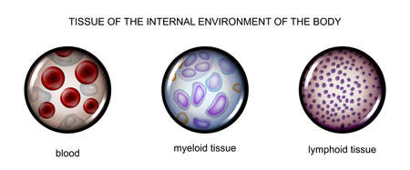 vector illustration of tissues of the internal environment: blood, lymph, tissue myelinのイラスト素材