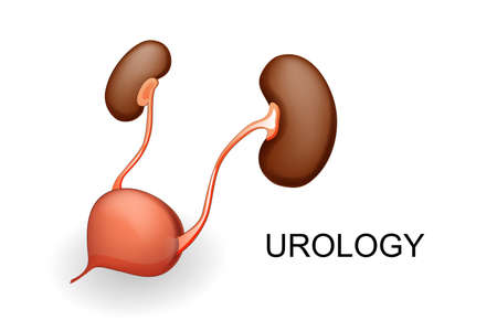 vector illustration of a bladder and kidneys.のイラスト素材