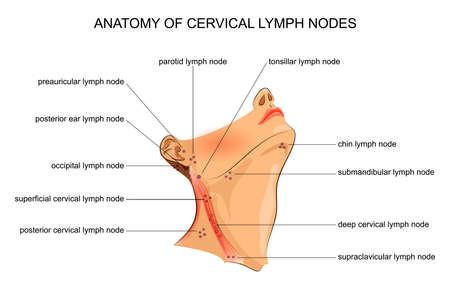 vector illustration of anatomy of cervical lymph nodesのイラスト素材