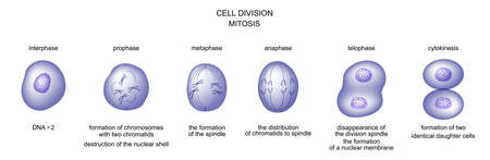 vector illustration of cell division. mitosis  biologyのイラスト素材