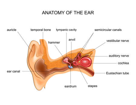 vector illustration of human ear anatomy. ENTのイラスト素材