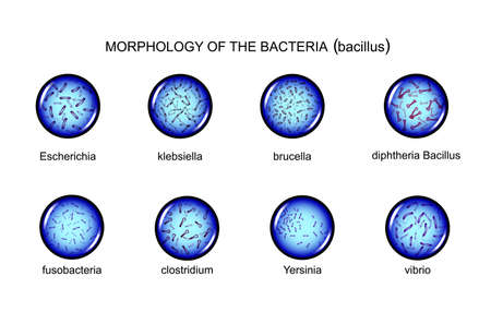 vector illustration of rod-shaped bacteria morphology. bacilliのイラスト素材