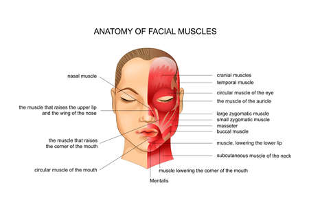 vector illustration of anatomy of the facial muscles. schemeのイラスト素材