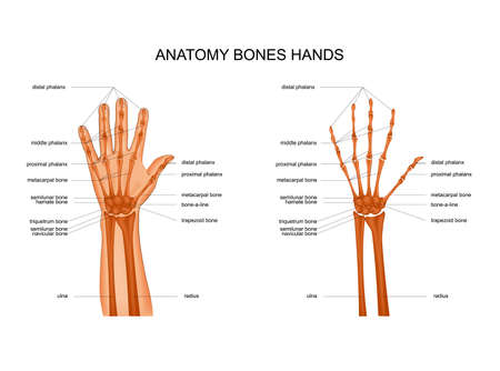 anatomy of hand bonesのイラスト素材
