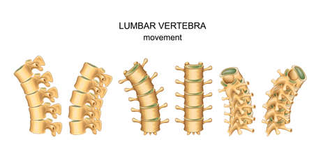 Vector illustration of movement in lumbar vertebraeのイラスト素材