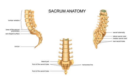 vector illustration of anatomy of the sacrum and lumbar vertebraeのイラスト素材