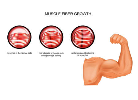 muscle fiber growth after trainingのイラスト素材