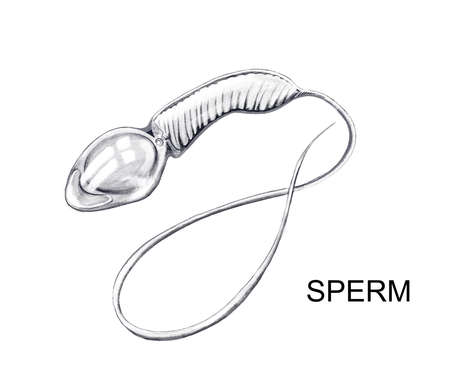 Illustration of the structure of the sperm cellの写真素材