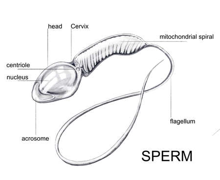 Illustration of the structure of the sperm cellの写真素材