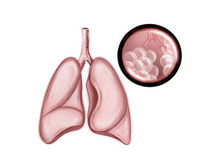 Illustration of the human healthy lungsの写真素材