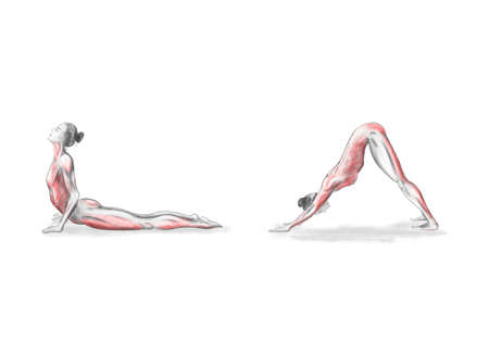 Illustration of the yoga poses (asanas)の写真素材