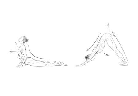 Illustration of the yoga poses (asanas)の写真素材