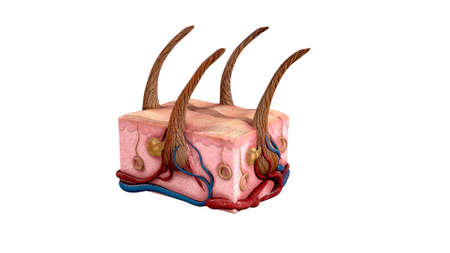anatomical illustration of the structure of the skin and hair. 3D render.の写真素材