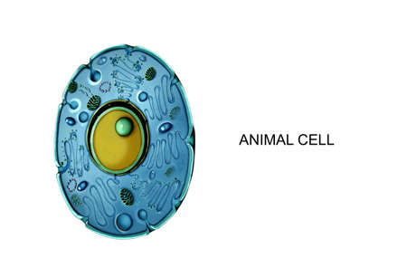 Illustration of the animal cellの写真素材
