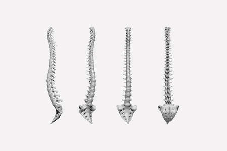 3d render of the spine and sacrum in different positionsの写真素材