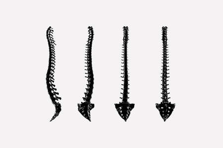 3d render of the spine and sacrum in different positionsの写真素材
