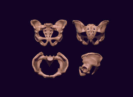3D-rendering of the human pelvis