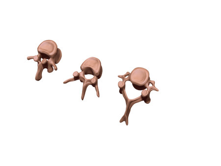 anatomy of the vertebrae, 3D-rendering