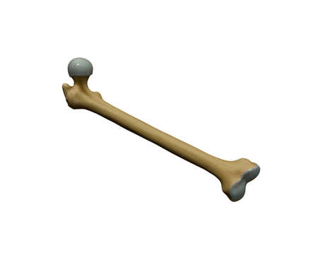 Bone isolated on white background. 3d rendering. Computer digital drawing.の写真素材
