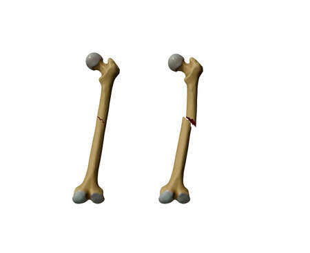 Human bone isolated on a white background. 3d render illustration.