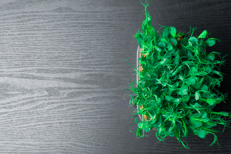 green shoots pea in black backgroundの写真素材