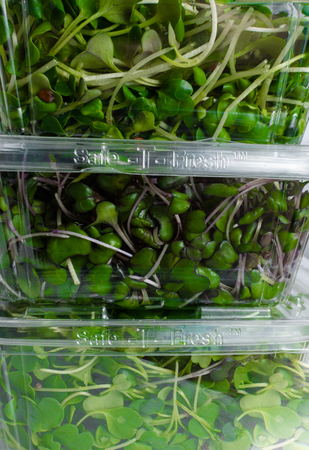 mix of green grass sprouts, arugula, red cabbage, radish in box