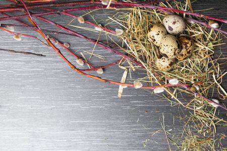 Top view easter background. Happy easter quail eggs on black wood table with beautiful willow...