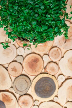 healthy green fresh shot, greens on dark backgroundの写真素材