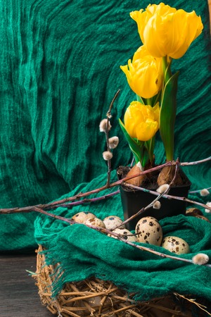 yellow tulip with tubers in the black pot, willow and cotton fabric decoration, easer eggs.の写真素材