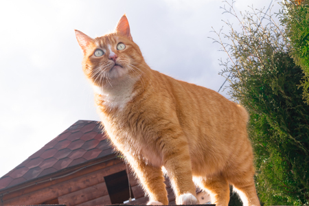red fat cat sitting on the roof in sunny day, blue sky backgroundの写真素材
