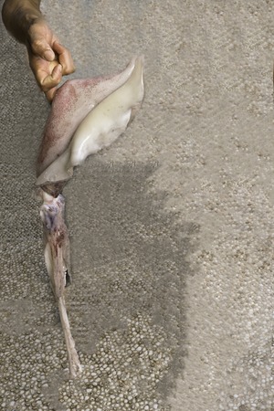 man hand hold the raw big white squid on the stone background, free spaceの写真素材