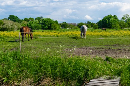 beautiful horses in green pasture with trees around , blue sky landscapeの写真素材
