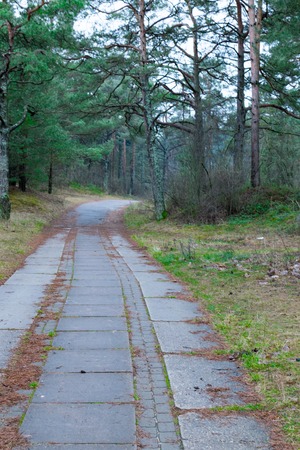lonely concrete road is the way through the pine forest.