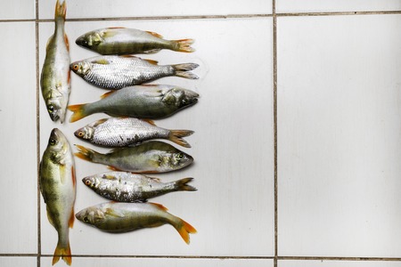 Fish river roach, sea bream isolated on white background Scardinius erythrophthalmusの写真素材