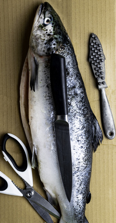 Large fresh salmon, knife and scissors. Preparation for cutting fish. Valuable commercial fish....