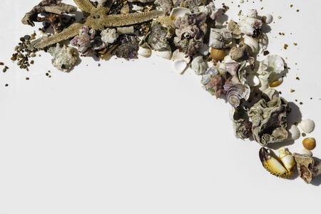 Seashells, crab claw, stones, corals, starfish on white background, travel conception summer vibesの写真素材