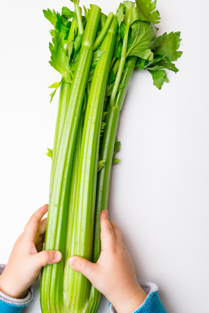 fresh bio celery isolated on a white background in baby hands, health food conceptの写真素材