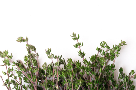 Rosemary isolated on white background, Top view. copy spaceの写真素材