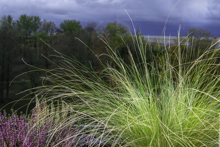 Blooming heather Calluna vulgaris and grass in pot on window sill, heather in cloudy day, blurred backgroundの写真素材