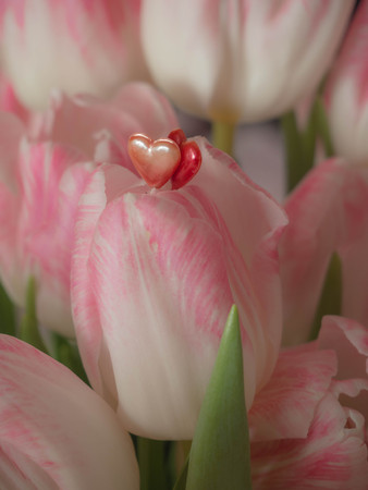 Bouquet of spring flowers, pink tulips on blurred background close up - holiday card for 8 march, Valentine day or mother's day, weeding, with two red heartsの写真素材