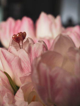 blurred Bouquet of spring flowers, pink tulips on blurred background close up - holiday card for 8 march, Valentine day or mother's day, weeding, with two red heartsの写真素材