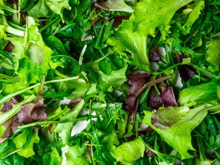 close up green greenery background, lettuce, spinach, microsprouts, fibre and vitamin vegetarian health foodの写真素材