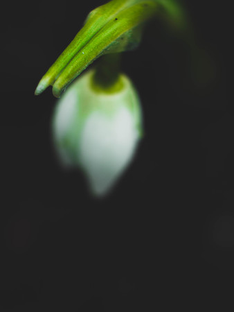 blurred Spring Snowdrop Flowers in Spring garden, matte with copy spaceの写真素材