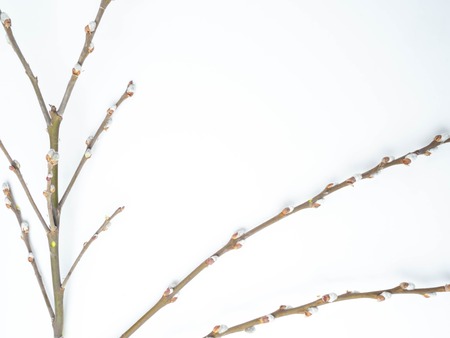 Willow catkins isolated on white background with copy space