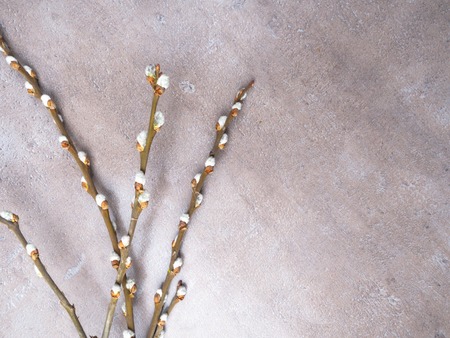 Spring feeling nature background with willow branches and, copy space. srpingtime background, happy...