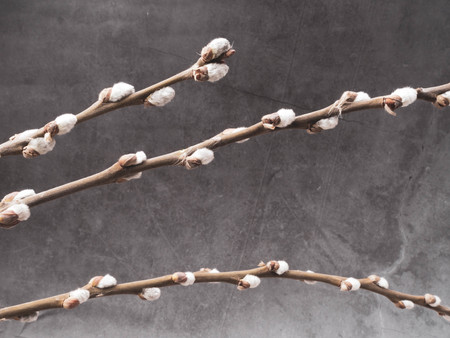 Willow branches with buds in early spring, catkins. Spring background. Spring branches willow seals....