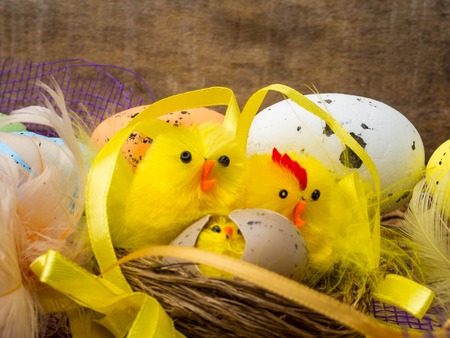 Easter decorative composition with yellow chickens nest, color eggs and colorful feathers on wooden...